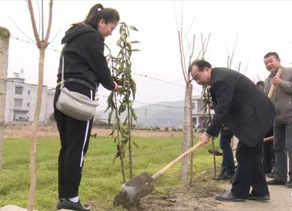 说明: 植树照片
